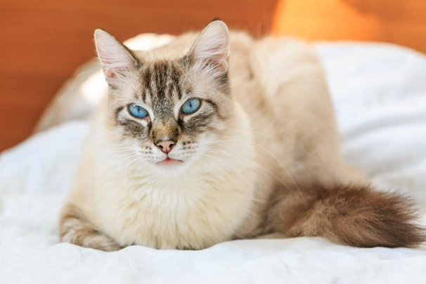 Birman Cats Breed - Information, Temperament, Size & Price | Pets4Homes