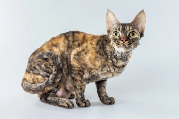 Cornish Rex Cats Breed - Information, Temperament, Size & Price | Pets4Homes