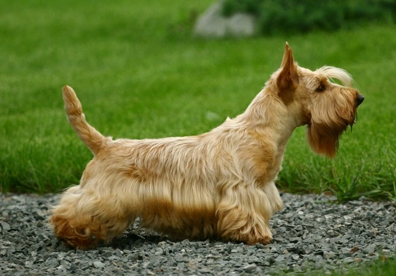 Scottish Terrier Dogs Breed - Information, Temperament, Size & Price | Pets4Homes