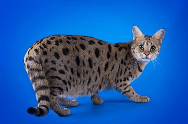 Savannah Cats Breed - Information, Temperament, Size & Price | Pets4Homes