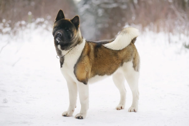 American Akita Dogs Ras: Karakter, Levensduur & Prijs | Puppyplaats