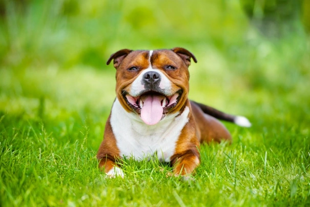 Staffordshire Bull Terrier Dogs Breed - Information, Temperament, Size & Price | Pets4Homes