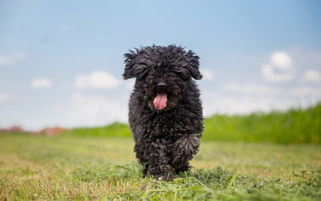 Hungarian Puli Dogs Breed - Information, Temperament, Size & Price | Pets4Homes