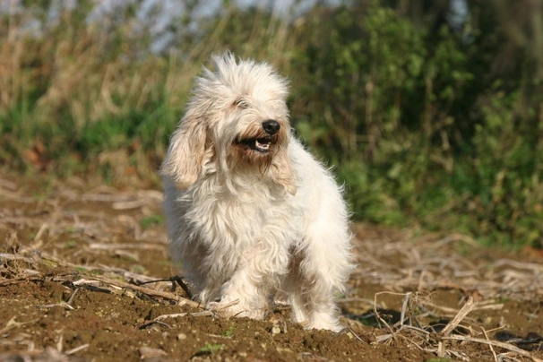 Petit Basset Griffon Vendéen Dogs Ras: Karakter, Levensduur & Prijs | Puppyplaats