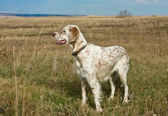 English Setter Dogs Breed - Information, Temperament, Size & Price | Pets4Homes