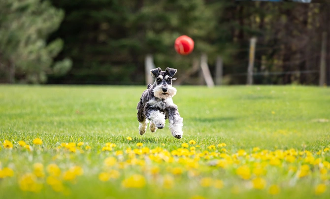 Miniature Schnauzer Dogs Breed - Information, Temperament, Size & Price | Pets4Homes