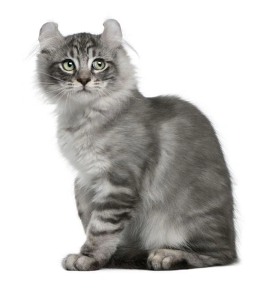 American Curl Cats Breed - Information, Temperament, Size & Price | Pets4Homes