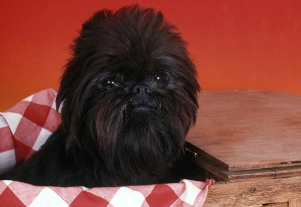 Affenpinscher Dogs Ras: Karakter, Levensduur & Prijs | Puppyplaats