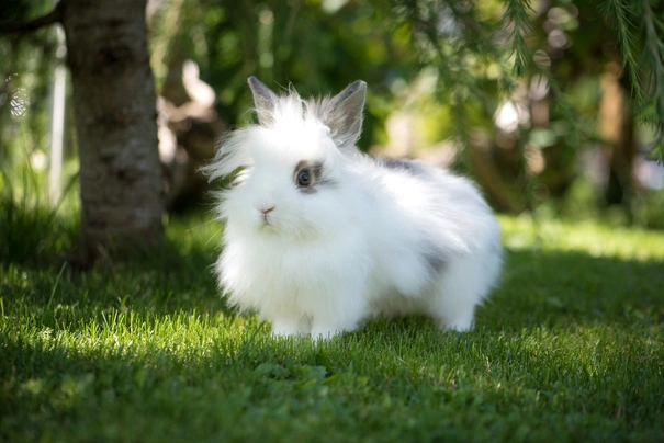 Angora Rabbits Breed - Information, Temperament, Size & Price | Pets4Homes