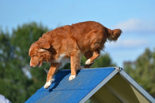 Nova Scotia Duck Tolling Retriever Dogs Ras: Karakter, Levensduur & Prijs | Puppyplaats