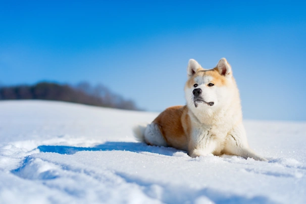 Akita Dogs Breed - Information, Temperament, Size & Price | Pets4Homes