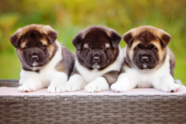 American Akita Dogs Ras: Karakter, Levensduur & Prijs | Puppyplaats