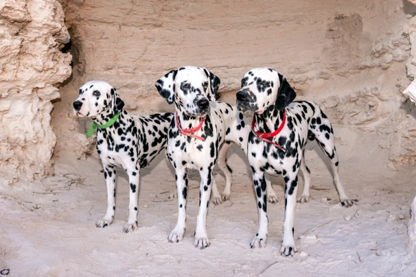 Dalmatiër Dogs Ras: Karakter, Levensduur & Prijs | Puppyplaats