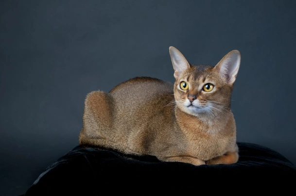 Abyssinian Cats Breed - Information, Temperament, Size & Price | Pets4Homes