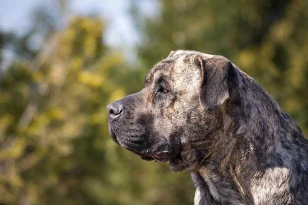 Presa Canario Dogs Breed - Information, Temperament, Size & Price | Pets4Homes