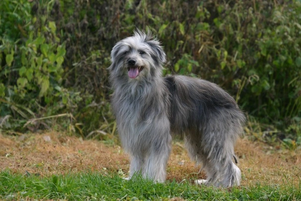 Pyreneese Herdershond Dogs Ras: Karakter, Levensduur & Prijs | Puppyplaats