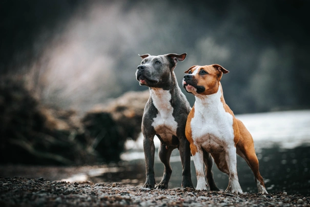 American Staffordshire Terriër Dogs Ras: Karakter, Levensduur & Prijs | Puppyplaats