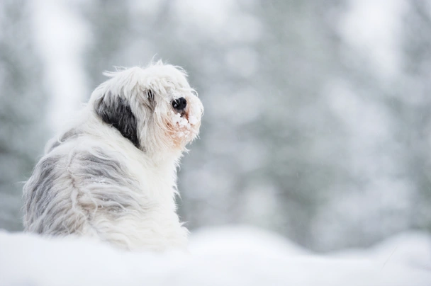 Polish Lowland Sheepdog Dogs Breed - Information, Temperament, Size & Price | Pets4Homes