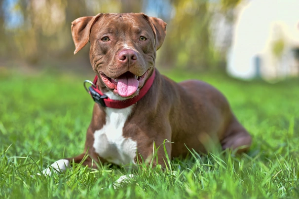 Pitbull Terriër Dogs Ras: Karakter, Levensduur & Prijs | Puppyplaats