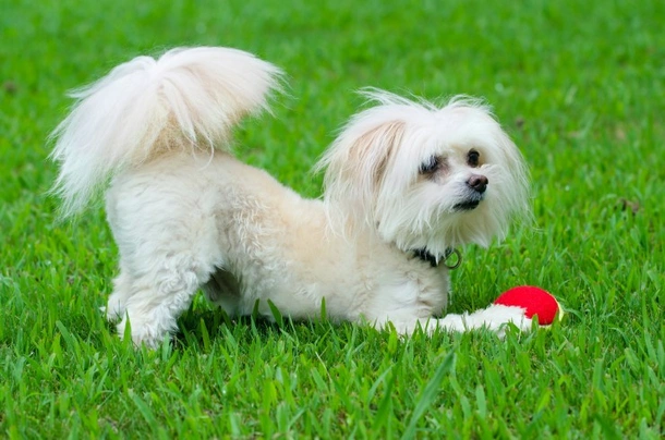 Maltipoo Dogs Breed - Information, Temperament, Size & Price | Pets4Homes