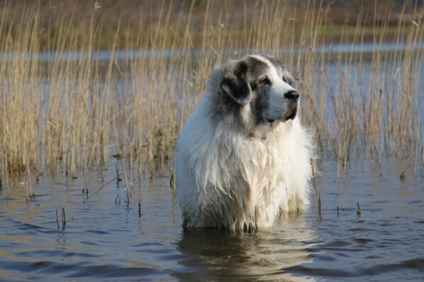 Mastin de los Pirineos (Pyreneese Mastiff) Dogs Ras: Karakter, Levensduur & Prijs | Puppyplaats