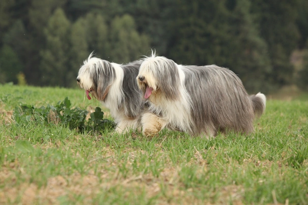 Bearded Collie Dogs Raza - Características, Fotos & Precio | MundoAnimalia