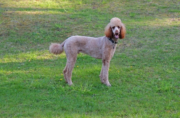 Standard Poodle Dogs Breed - Information, Temperament, Size & Price | Pets4Homes