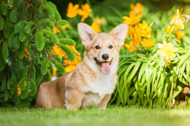 Welsh Corgi Pembroke Dogs Breed - Information, Temperament, Size & Price | Pets4Homes