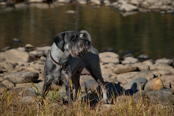 Schnauzer Dogs Ras: Karakter, Levensduur & Prijs | Puppyplaats