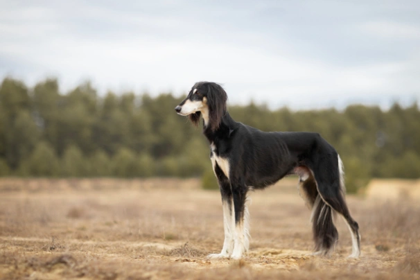 Saluki Dogs Breed - Information, Temperament, Size & Price | Pets4Homes