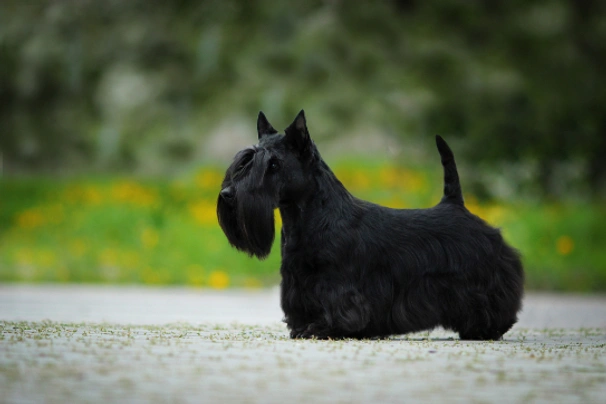 Scottish Terrier Dogs Raza - Características, Fotos & Precio | MundoAnimalia