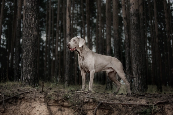 Weimaraner Dogs Raza - Características, Fotos & Precio | MundoAnimalia