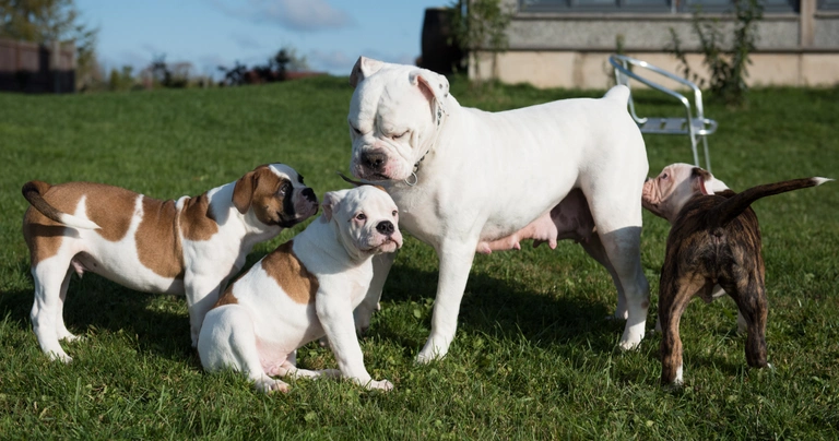 Amerikaanse Bulldog Dogs Ras: Karakter, Levensduur & Prijs | Puppyplaats