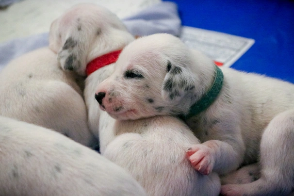 Dalmatiër Dogs Ras: Karakter, Levensduur & Prijs | Puppyplaats