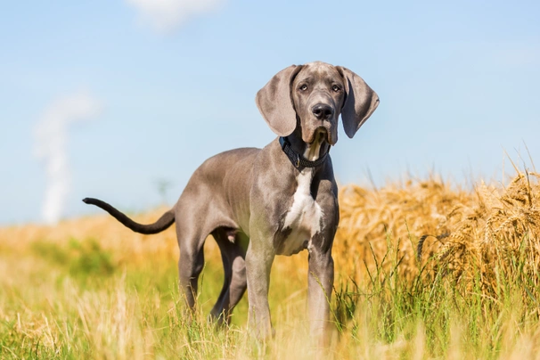 Duitse Dog Dogs Ras: Karakter, Levensduur & Prijs | Puppyplaats