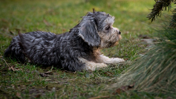 Dandie Dinmont Terrier Dogs Breed - Information, Temperament, Size & Price | Pets4Homes