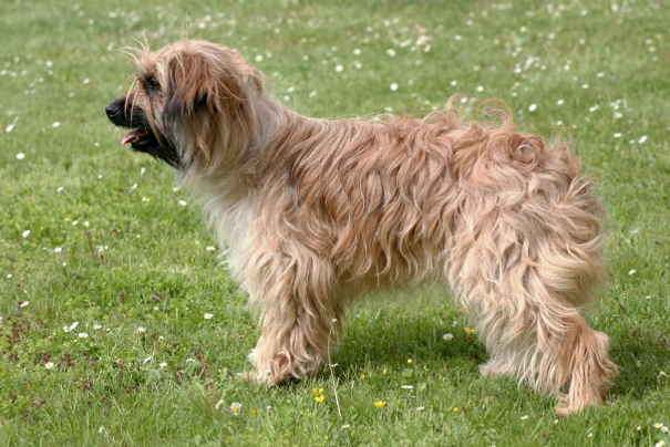 Pyreneese Herdershond Dogs Ras: Karakter, Levensduur & Prijs | Puppyplaats