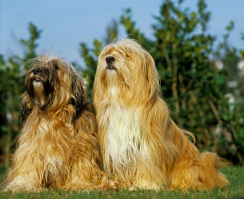 Tibetaanse Terriër Dogs Ras: Karakter, Levensduur & Prijs | Puppyplaats