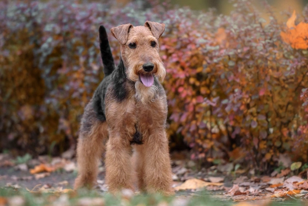 Welsh Terrier Dogs Breed - Information, Temperament, Size & Price | Pets4Homes