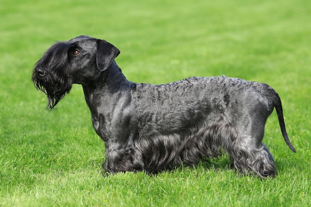 Cesky Terrier Dogs Breed - Information, Temperament, Size & Price | Pets4Homes