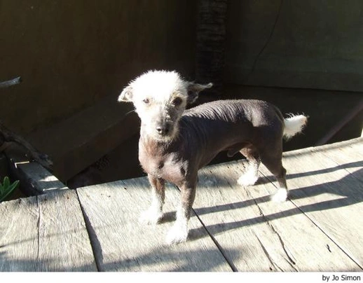 Xoloitzcuintle - Perro Sin Pelo Mexicano Dogs Raza - Características, Fotos & Precio | MundoAnimalia