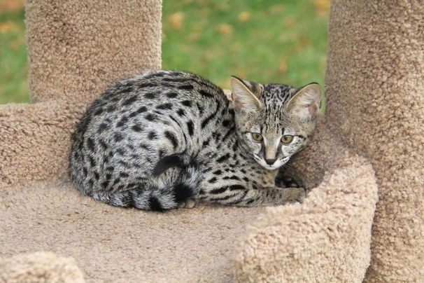 Savannah Cats Breed - Information, Temperament, Size & Price | Pets4Homes