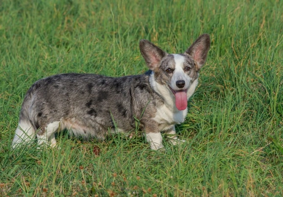 Welsh Corgi Cardigan Dogs Breed - Information, Temperament, Size & Price | Pets4Homes