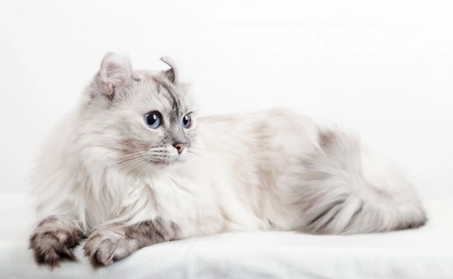 American Curl Cats Breed - Information, Temperament, Size & Price | Pets4Homes