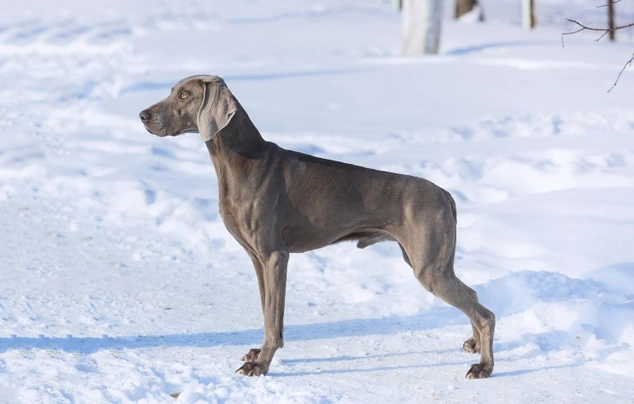 Weimaraner Dogs Raza - Características, Fotos & Precio | MundoAnimalia