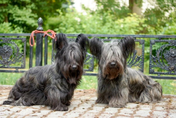 Skye Terrier Dogs Breed - Information, Temperament, Size & Price | Pets4Homes