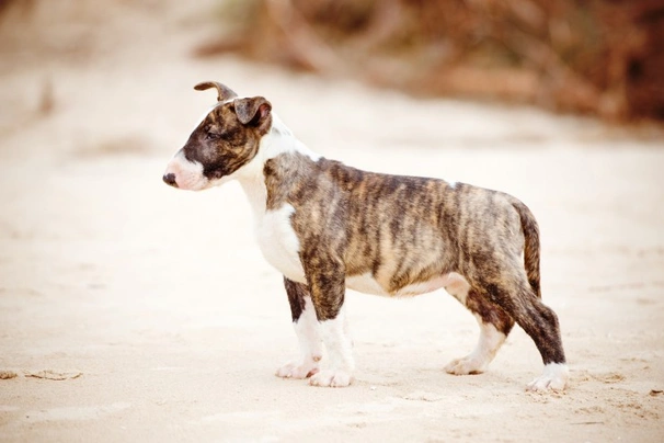 English Bull Terrier Dogs Breed - Information, Temperament, Size & Price | Pets4Homes