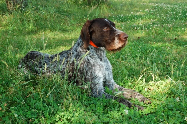 Braco Alemán de Pelo Duro Dogs Raza - Características, Fotos & Precio | MundoAnimalia