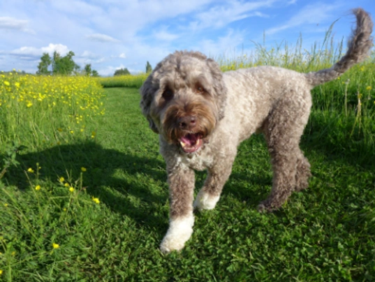 Portuguese Water Dog Dogs Breed - Information, Temperament, Size & Price | Pets4Homes