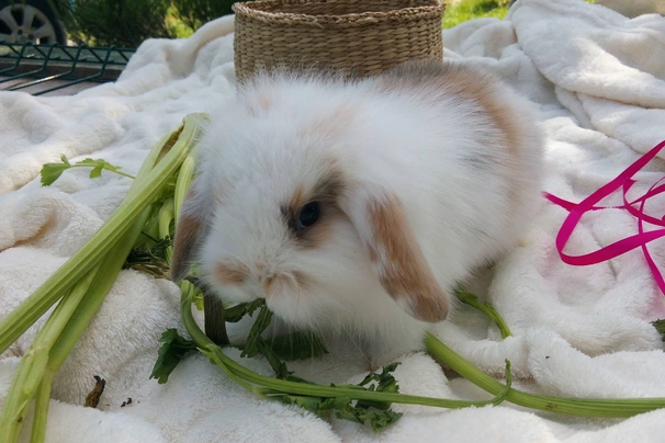 Mini Lion Lop Rabbits Breed - Information, Temperament, Size & Price | Pets4Homes